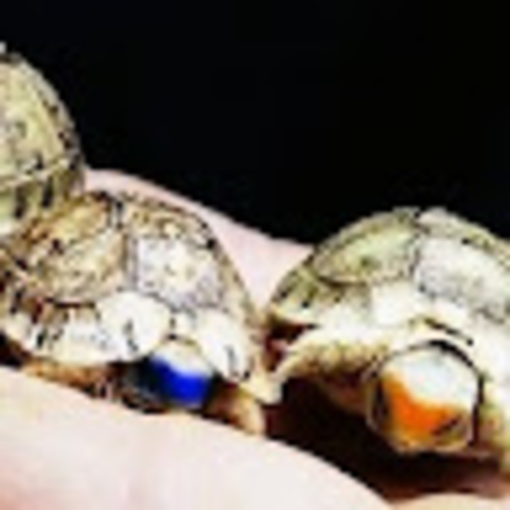 Meet your Posher, Rebecca